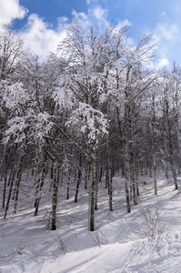 Vigla，黄金的滑雪中心，希腊的自然风光