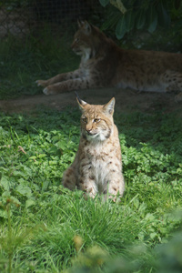 喀尔巴阡猞猁猞猁猞猁 carpathicus