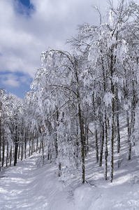 Vigla，黄金的滑雪中心，希腊的自然风光