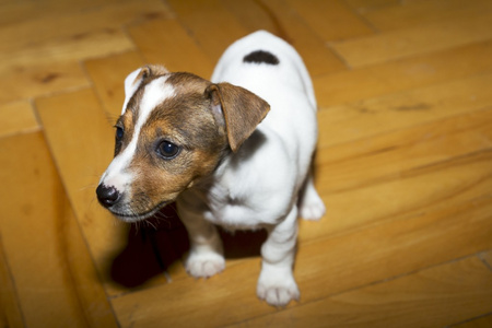 小杰克罗素梗犬玩