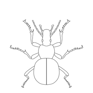 地面甲壳虫。步甲科。草绘的地面甲虫。白色背景上分离的地面甲虫