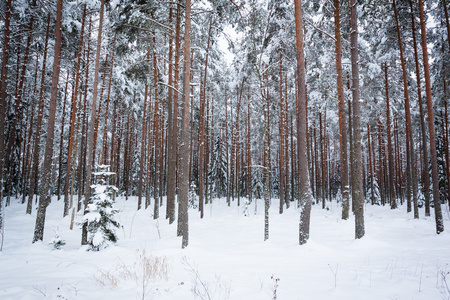 冬天的树松林