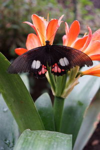 真正的 CattleheartParides 阿克斯