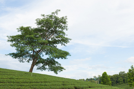 大树在茶园