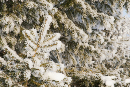 冬季森林与雪