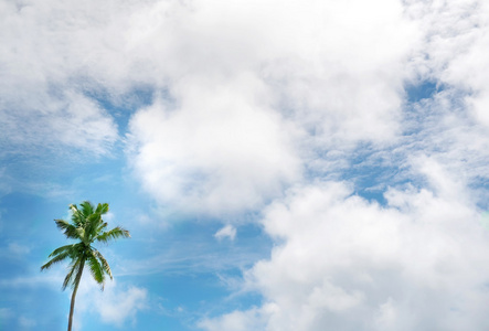 热带背景与椰子棕榈树图片
