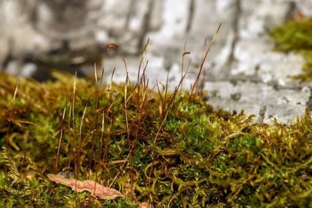 苔藓茎真菌宏观背景