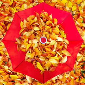 明亮，色彩鲜艳的叶子躺和周围伞在秋天的公园
