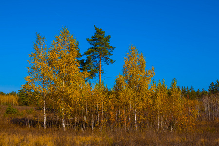 秋季干树林场景