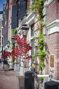 阿姆斯特丹步行。鲜花市场