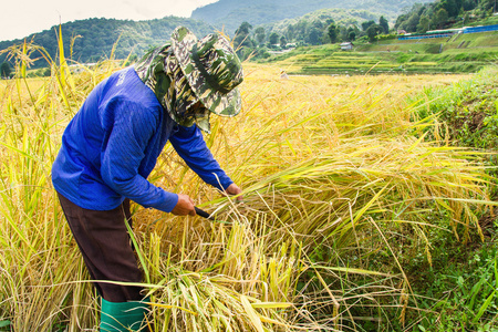 农民收割水稻稻田照片