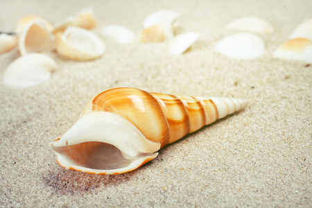 在沙滩上美丽的海贝壳