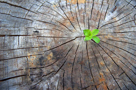 上升的老木萌芽,象征着新的生命斗争照片