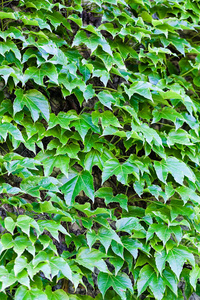 绿色的树叶在墙上