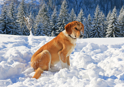 狗在山上的积雪