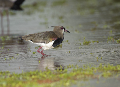 南拉布林vanellus chilensis