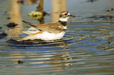 杀人者charadriusvociferus