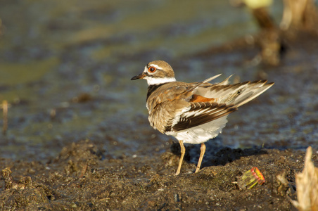 杀人者charadriusvociferus