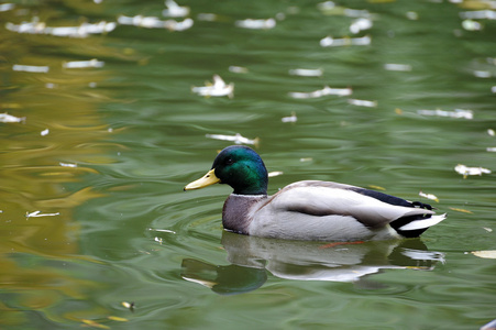 绿头野鸭鸭在水中