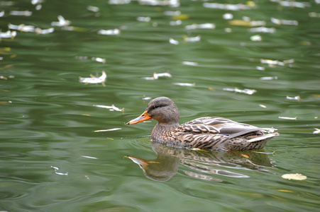 绿头野鸭鸭在水中