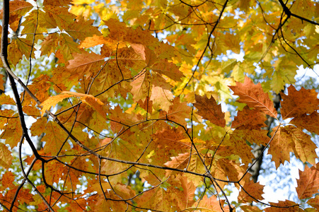 秋天的树叶的树枝