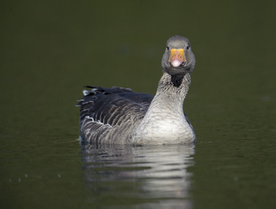 南拉布林vanellus chilensis