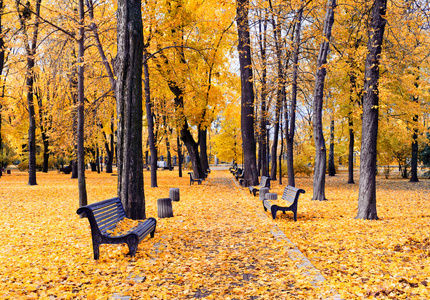 美丽的秋天小巷布满了黄色的树叶