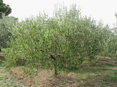 意大利托斯卡纳的地中海橄榄树