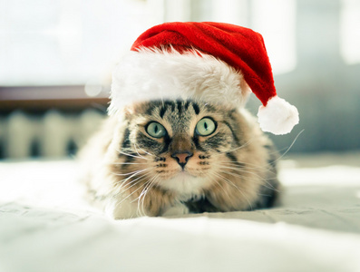 圣诞老人帽的猫