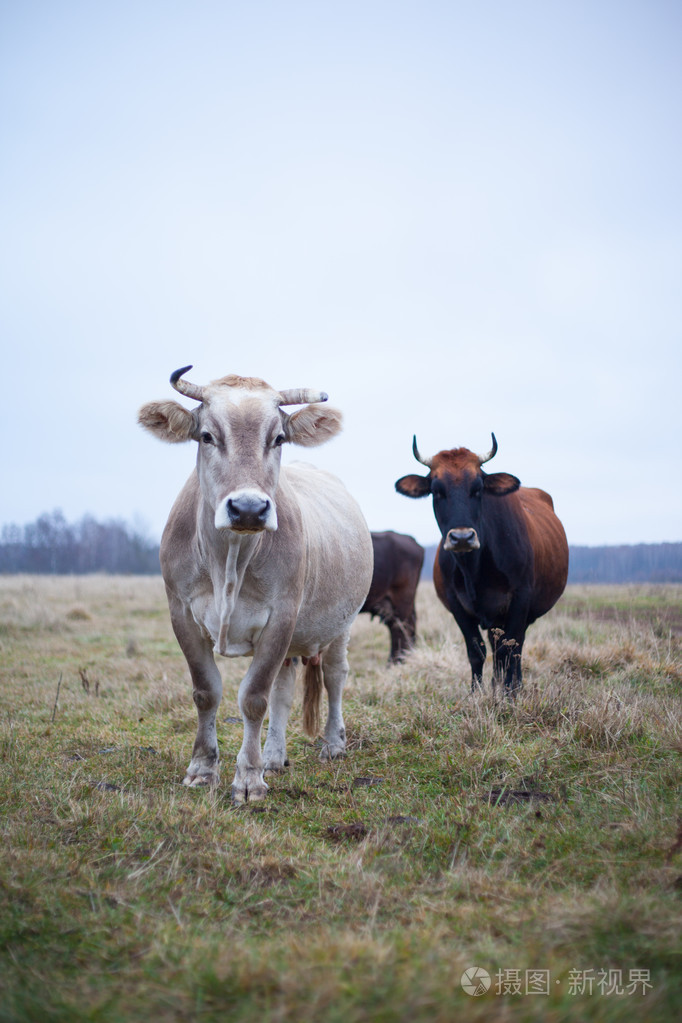 在秋季草坪上整齐的牛