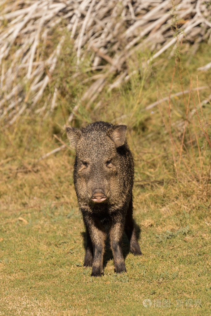 在亚利桑那州的野猪
