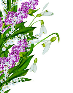 春天的花朵孤立的白色背景上的雪莲花