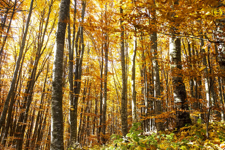 季节季节性山毛榉木图片