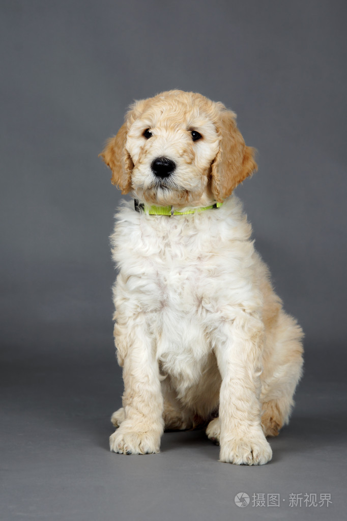 可爱的goldendoodle的小狗