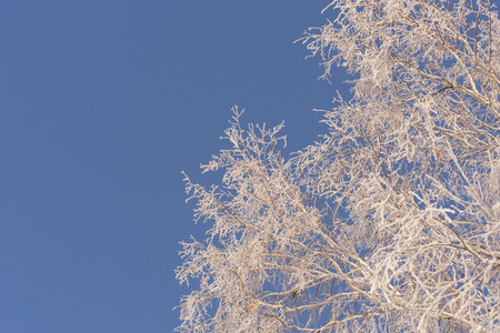 冬季雪上的树木