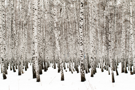 冬季桦树森林背景
