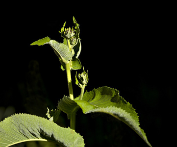 在阳光中深背景上的野生植物