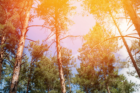 针叶松林与太阳光线通过顶部的树