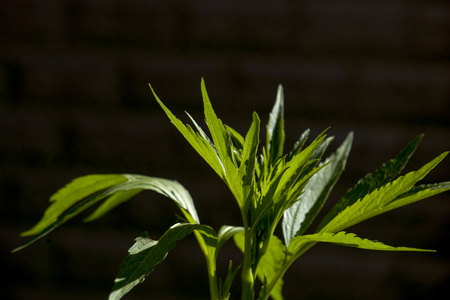 在阳光中深背景上的野生植物