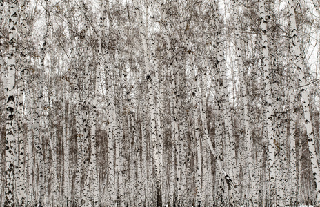 冬季桦树森林背景图片