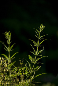 在阳光中深背景上的野生植物