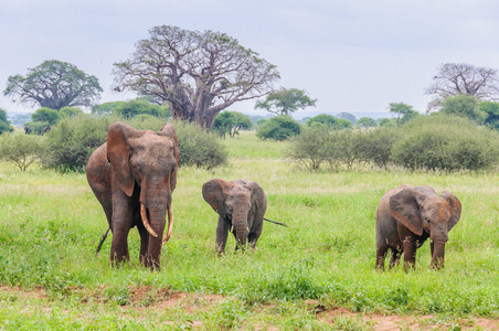 母亲和两只小象在坦桑尼亚的塔兰吉雷公园，