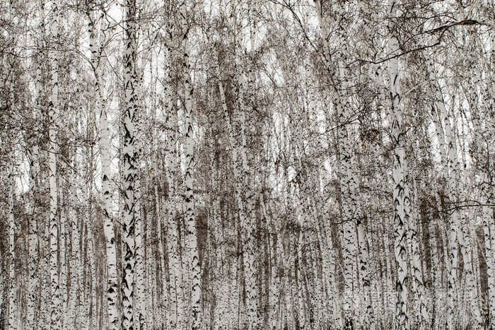 冬季桦树森林背景