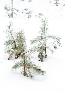 雪中的松树