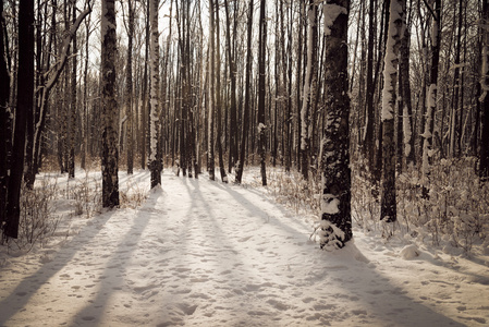 白雪皑皑的丛林。冬天背景