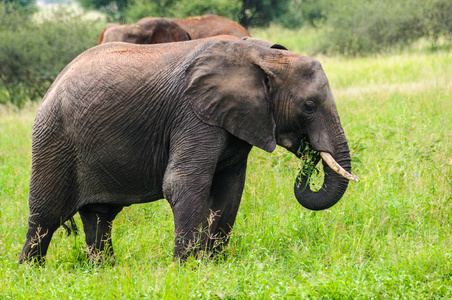 在坦桑尼亚的塔兰吉雷公园，吃大象