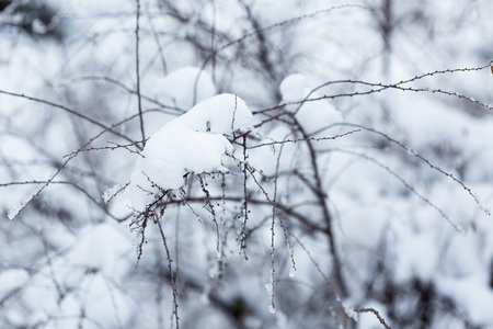 冬天森林中雪下的树枝
