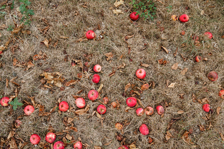 秋天。红苹果落到地上