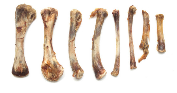 堆动物骨头图片