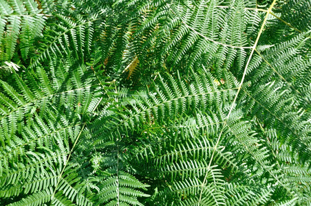 布列塔尼的绿色蕨类植物背景